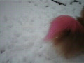 動画:雪?