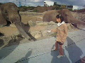 動画:象の餌やり