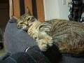 動画:猫の毛づくろい2