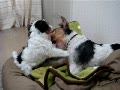 動画:ピノvsレアママ