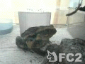 動画:ピンセットで餌を食べるヒキガエル