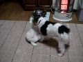 動画:押え込みでママの勝ち