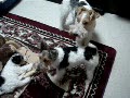 動画:マハロパパvsピノ