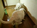 動画：おもちゃでＧＯ